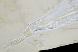 Cretaceous Sawfish-Like Ray (Libanopritis) With Shrimp - Lebanon #186191-2